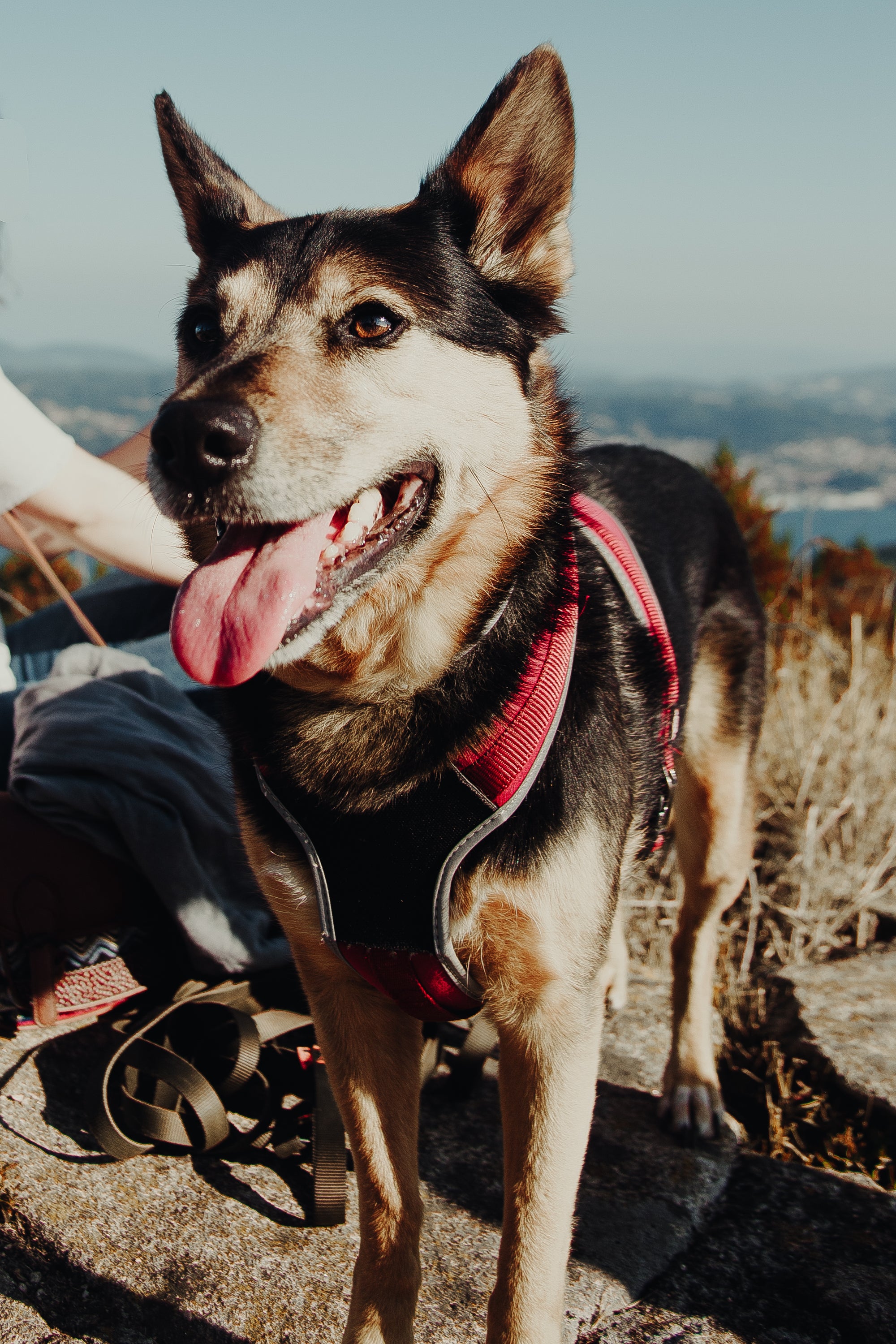 Made for Dogs. Picked for Value.